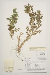 Selaginella martensii. Herbarium specimen from Waiheke Island, Auckland, WELT P020101/A, showing branching stem bearing roots in proximal half.
 Image: J.R.A. Wilson-Davey © Te Papa  CC BY-NC 3.0 NZ